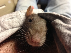 My rattie Pepper. The poem is NOT about her 😉